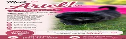 Mixed Breed dogs for sale: Ariel  - Ad 2