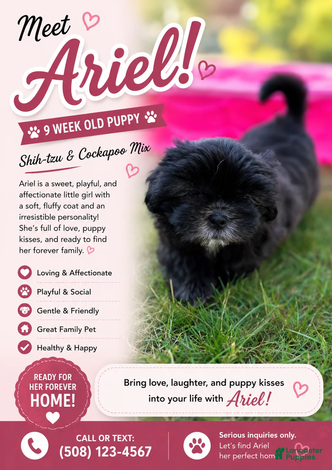 Mixed Breed dogs for sale: Ariel  - Ad 2
