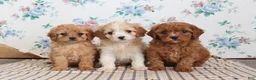 Cavapoo dogs for sale: Pete - Ad 2