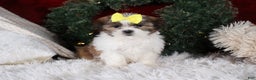 Shih Tzu dogs for sale: Norrie - Ad 3