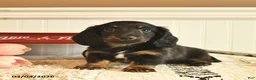 Miniature Dachshund dogs for sale: Bentley  - Ad 4