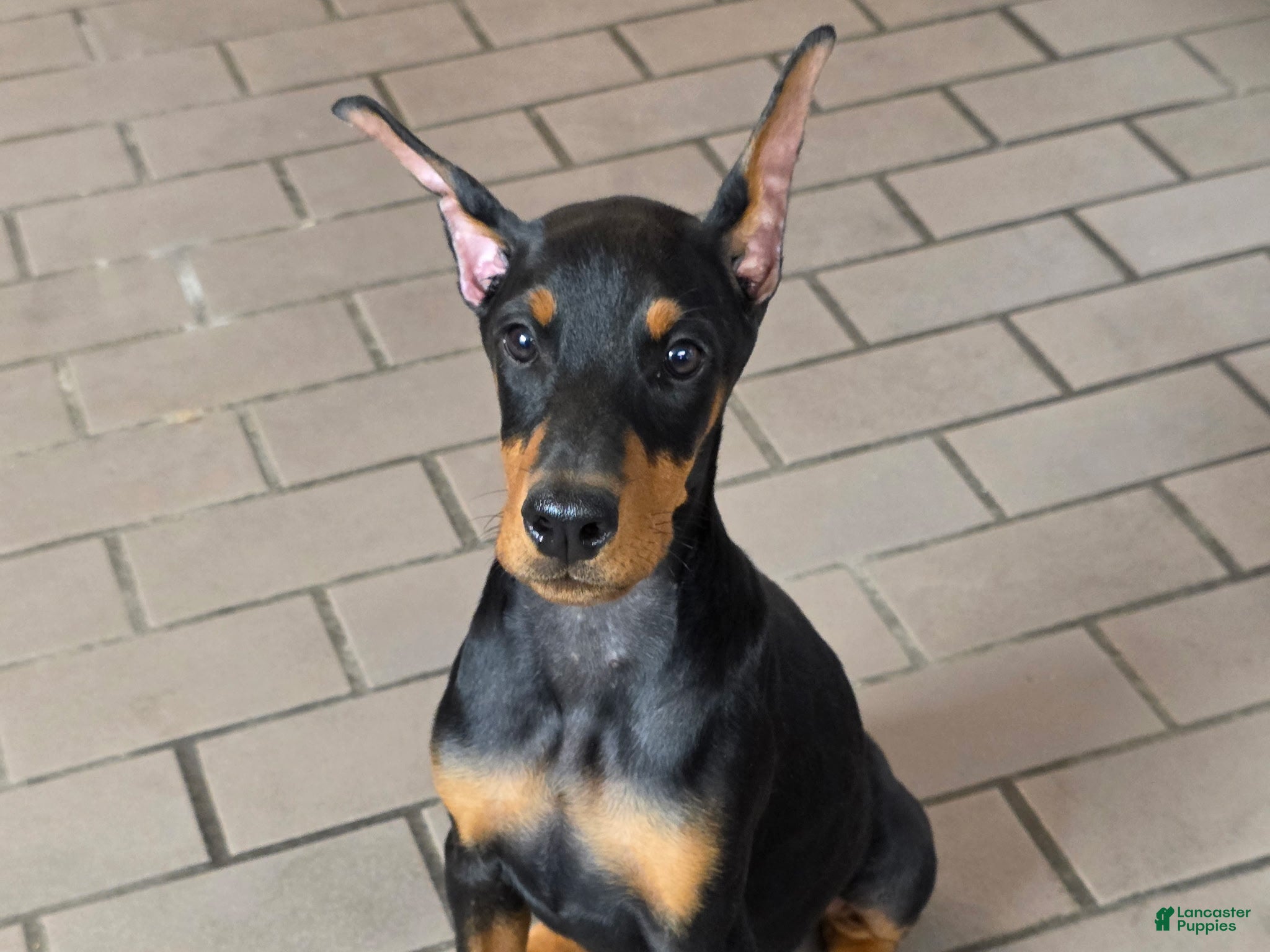 Doberman Pinscher dogs Isadora - Ad 2