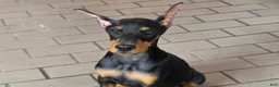 Doberman Pinscher dogs for sale: Isadora - Ad 2