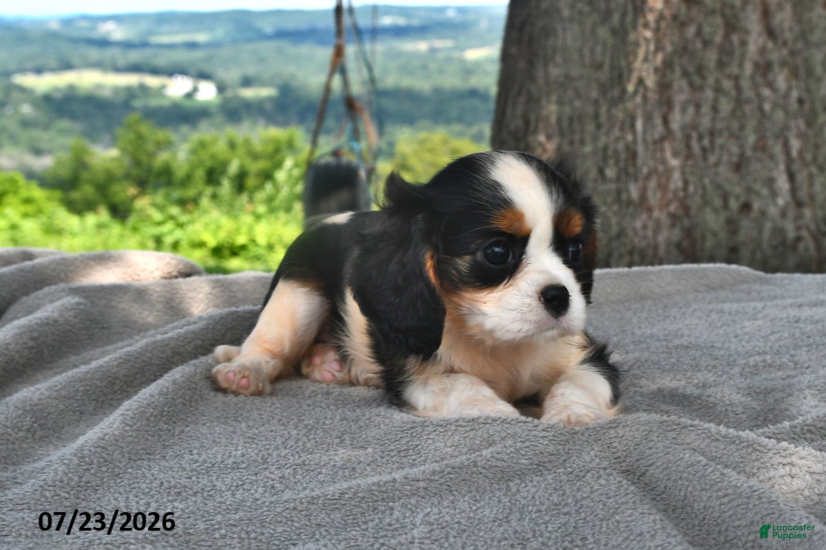 Cavalier King Charles Spaniel dogs Mabel - Ad 2