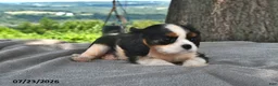 Cavalier King Charles Spaniel dogs for sale: Mabel - Ad 2