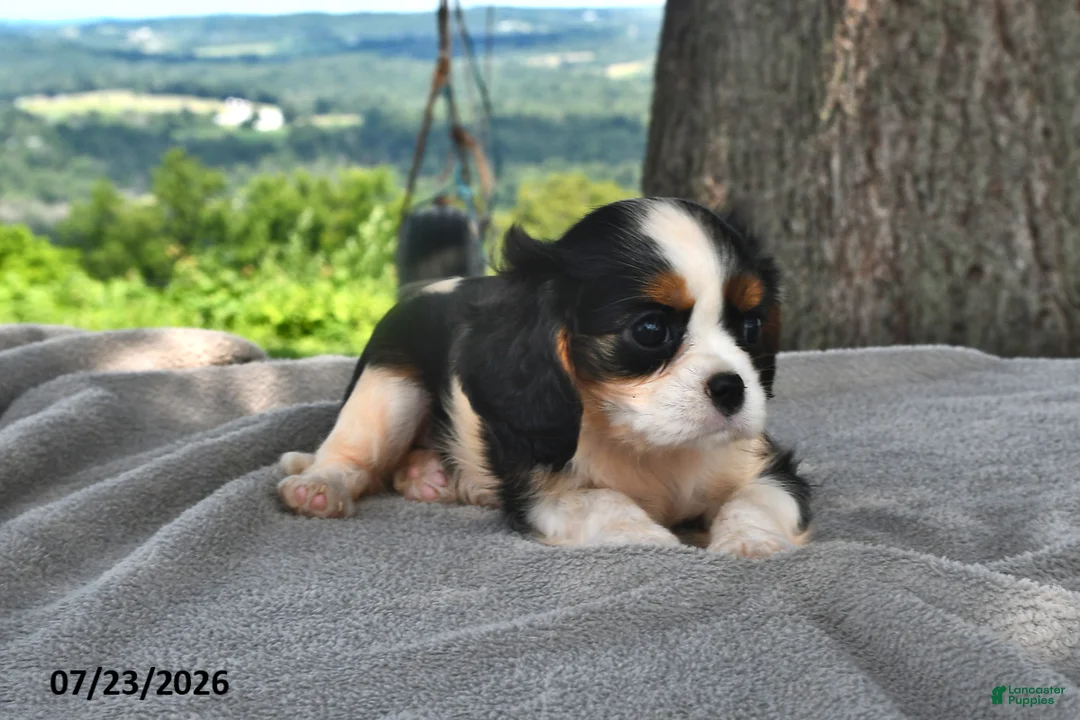 Cavalier King Charles Spaniel dogs for sale: Mabel - Ad 2