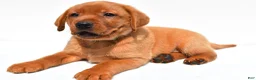 Labrador Retriever dogs for sale: Jack - Ad 5