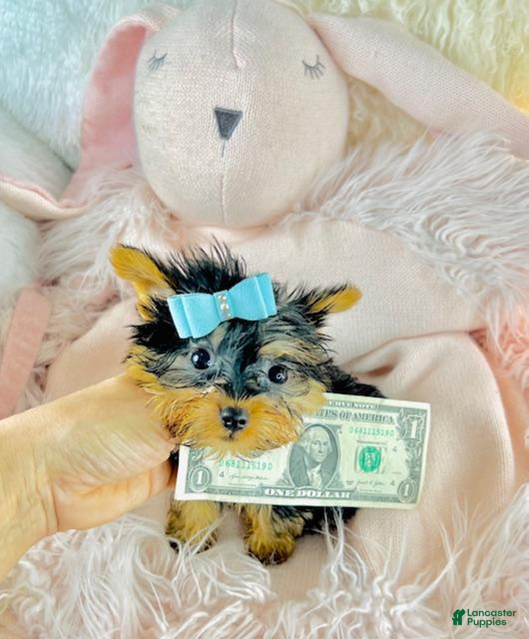 Silky Terrier dogs for sale: Teacup Silky Terrier Puppy  - Ad 3