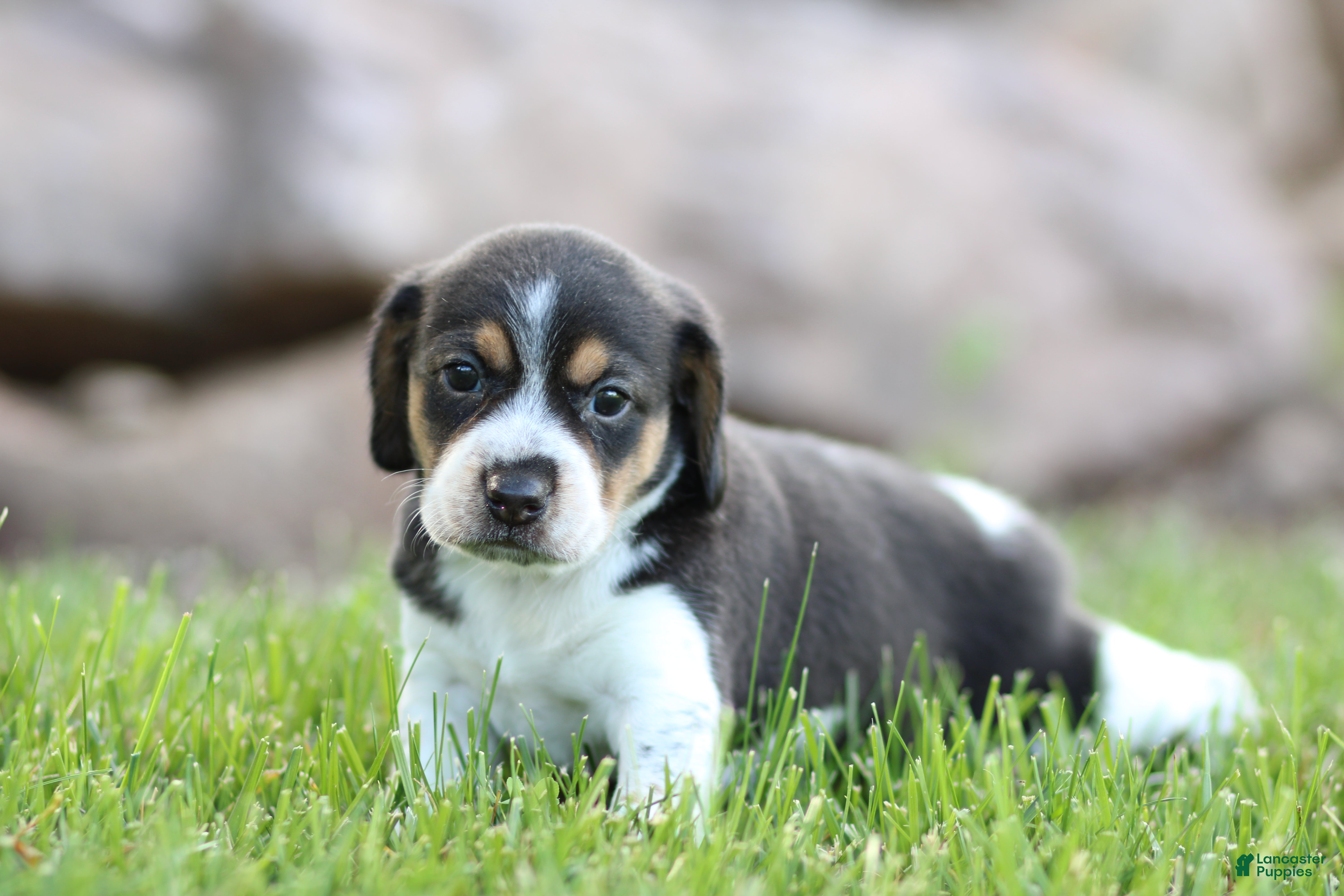 Mixed Breed dogs Pansy - Ad 10