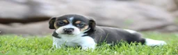 Mixed Breed dogs for sale: Pansy - Ad 1
