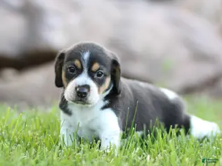 Mixed Breed dogs Pansy - Ad 10