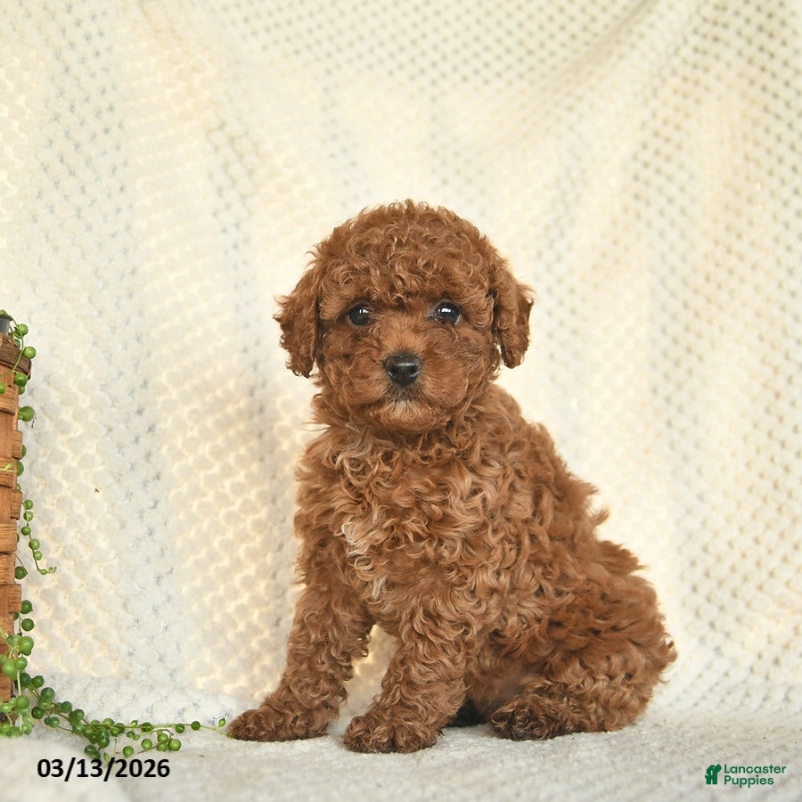 Toy Poodle dogs Harper  - Ad 1