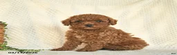 Toy Poodle dogs for sale: Harper  - Ad 1