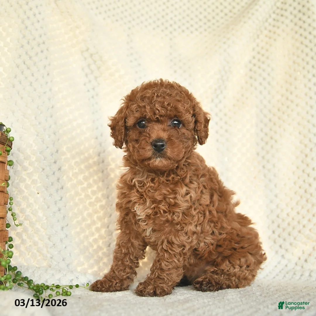 Toy Poodle dogs for sale: Harper  - Ad 1