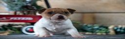 Jack Russell Terrier dogs for sale: Scooter - Ad 1