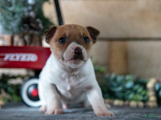 Jack Russell Terrier dogs Scooter - Ad 13