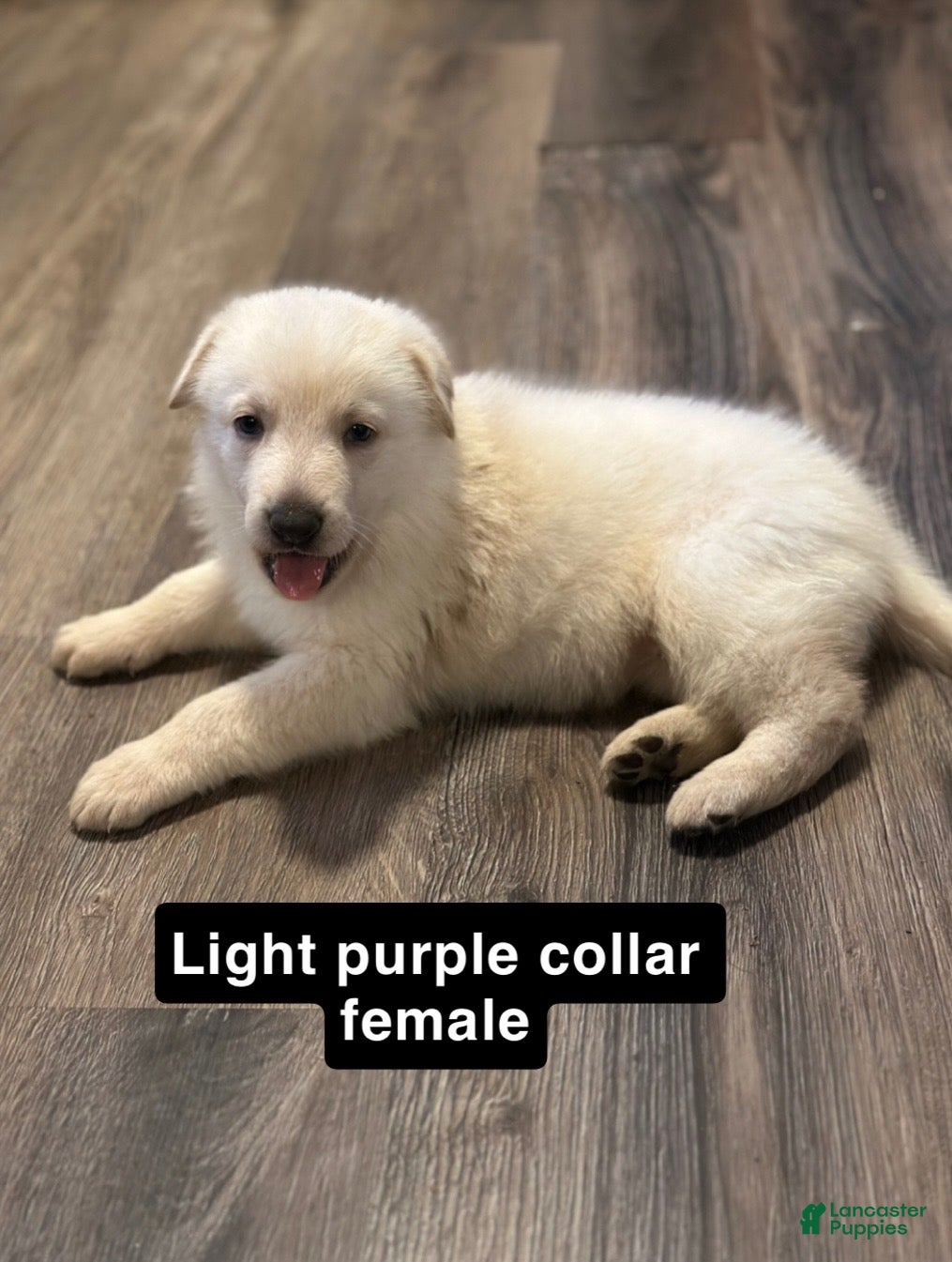 German Shepherd dogs German Shepherd Puppy 4 - Ad 3