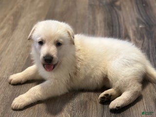 German Shepherd dogs German Shepherd Puppy 4 - Ad 15