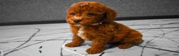 Miniature Poodle dogs for sale:  Lenny🐾 - Ad 13