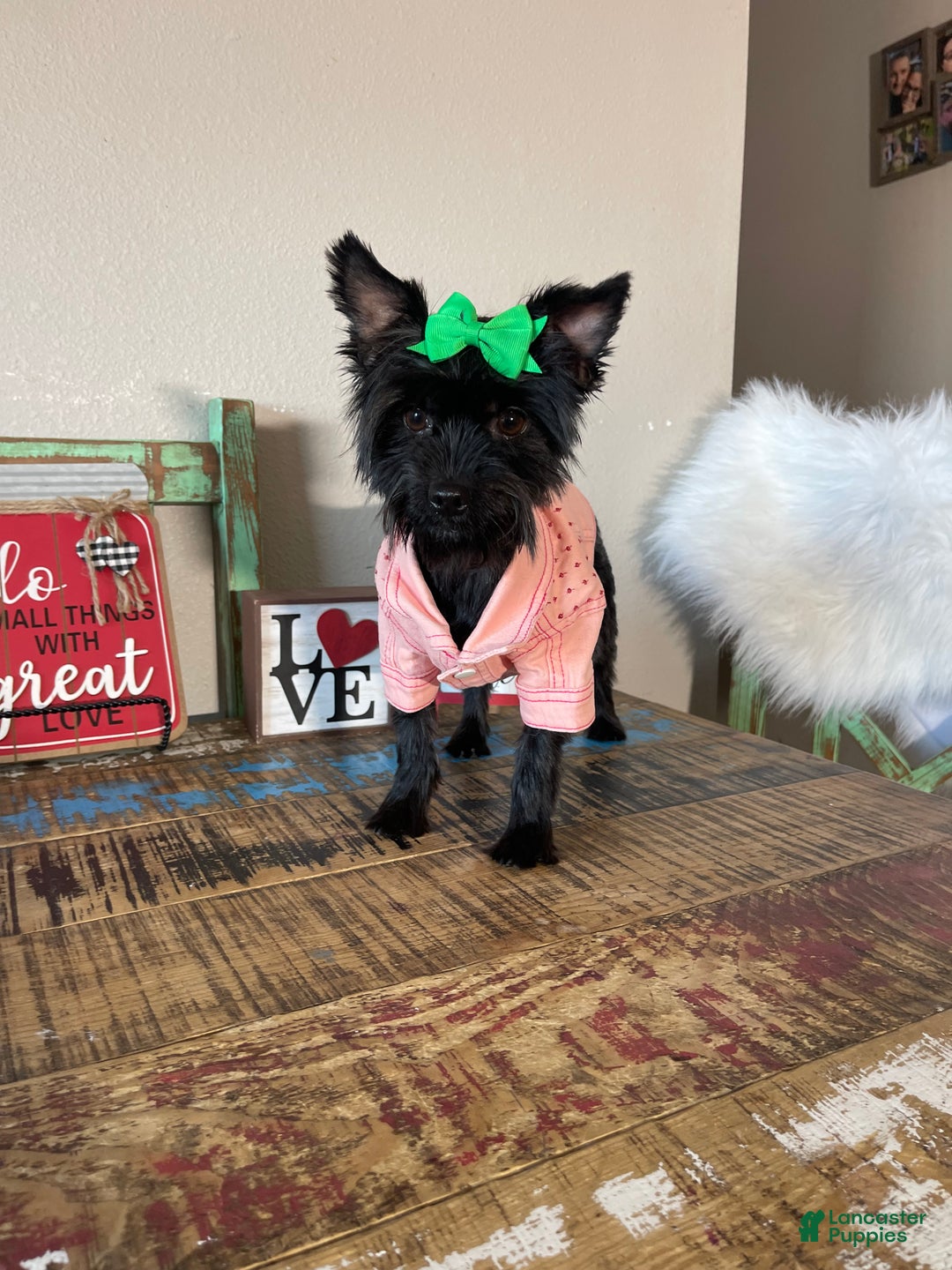 Yorkshire Terrier dogs for sale: KB Black Mia - Ad 8