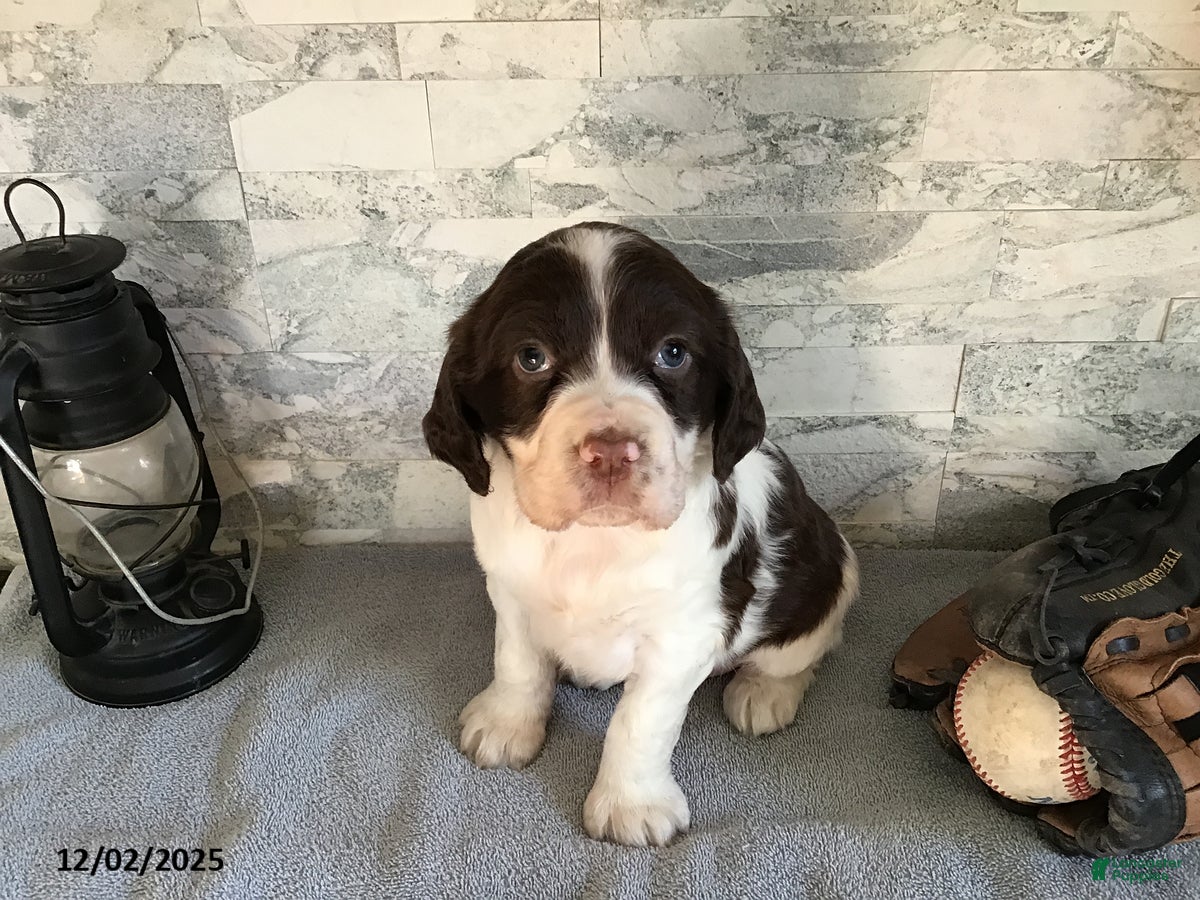 English Springer Spaniel dogs Nixon - Ad 1