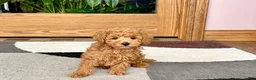 Maltipoo dogs for sale: Kyle - Ad 12