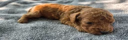 Cavapoo dogs for sale: Fletcher - Ad 7