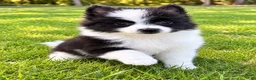 Pomeranian dogs for sale: Pomeranian  - Ad 11