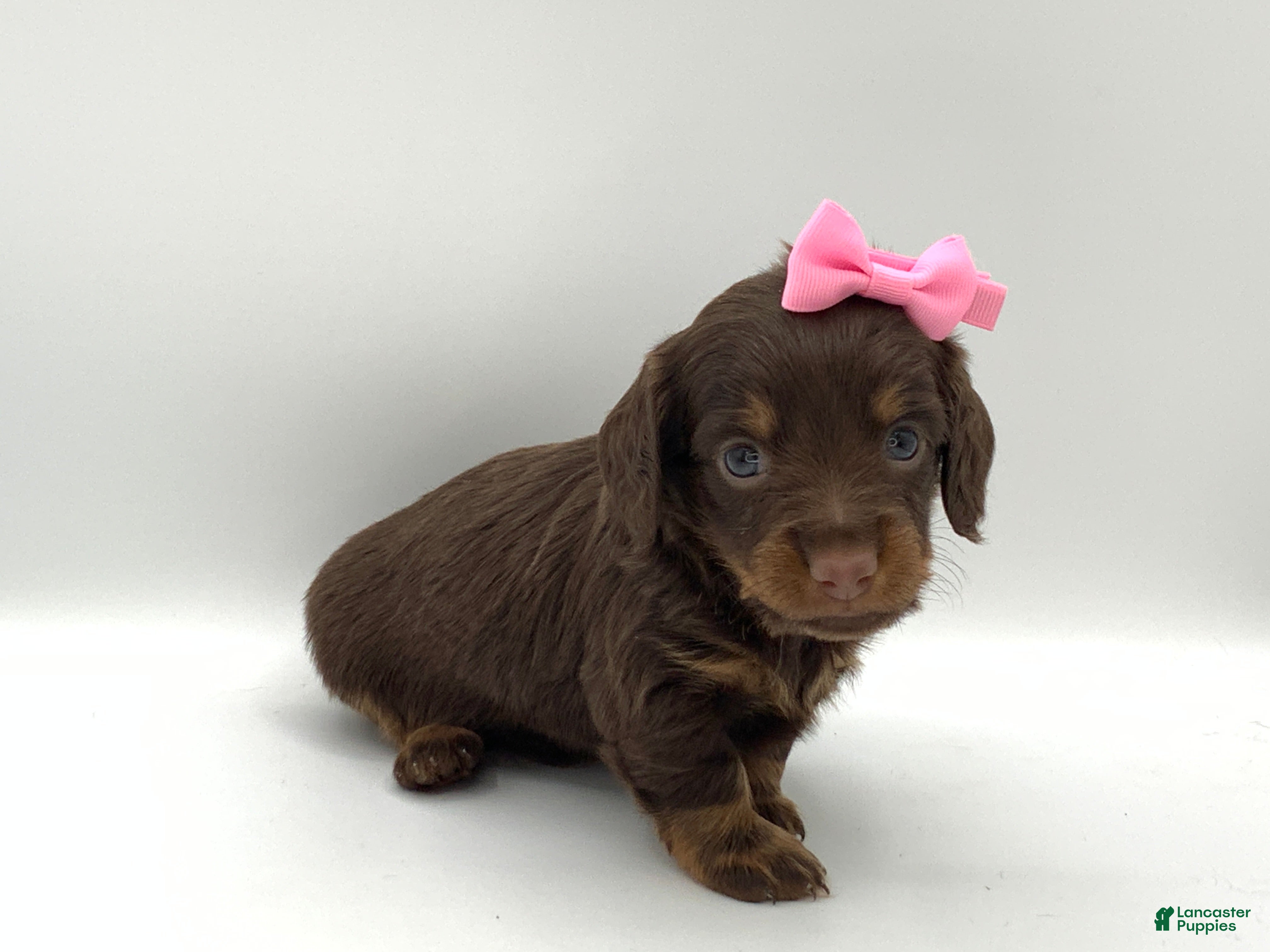 Miniature Dachshund dogs Kenny - Ad 2