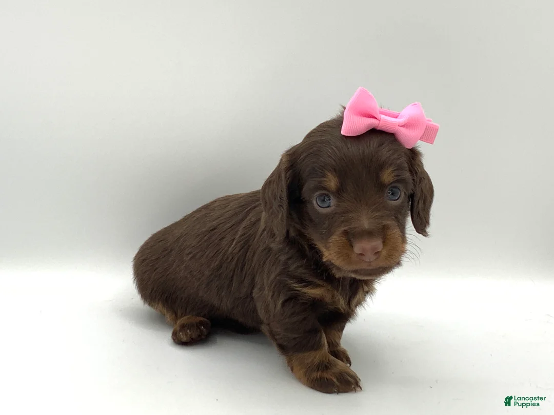 Miniature Dachshund dogs for sale: Kenny - Ad 3