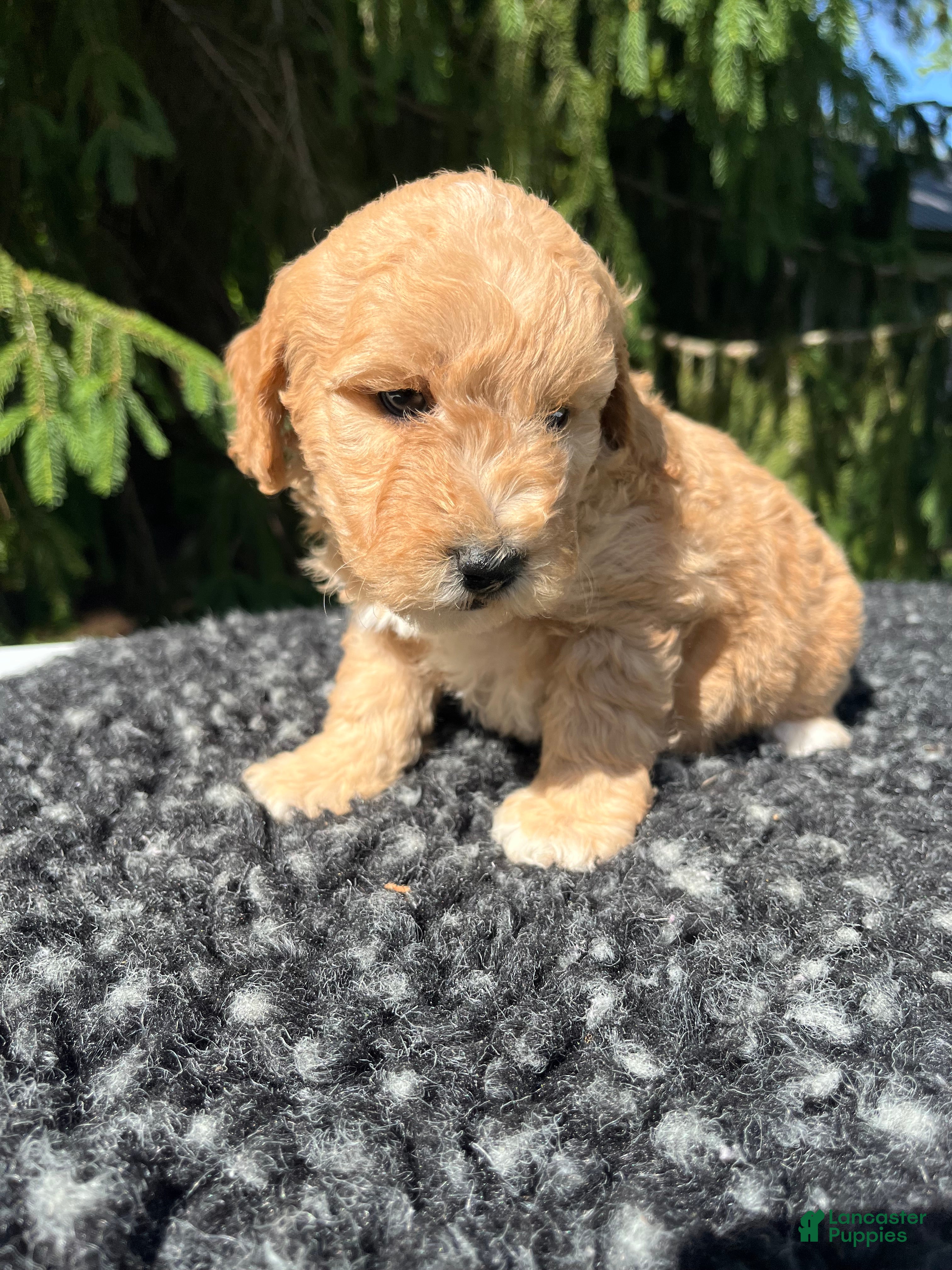 Mini Goldendoodle dogs Bella - Ad 2