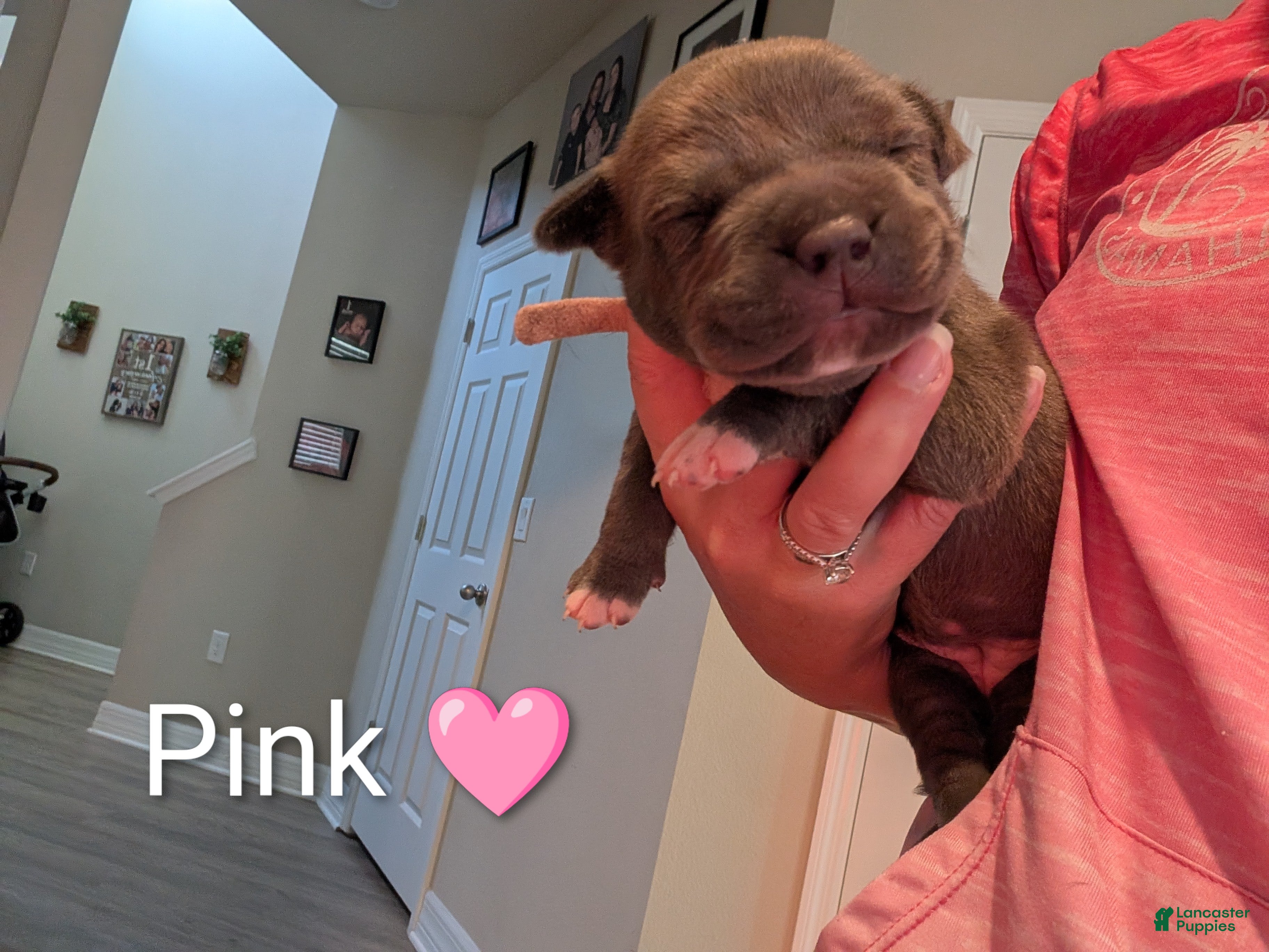 American Bully dogs American Bully 6 - Ad 2