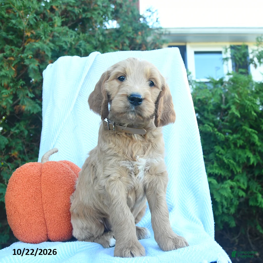 Goldendoodle dogs for sale: Aspen  - Ad 2