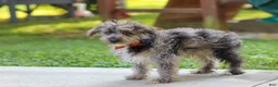 Yorkiepoo dogs for sale: Winston - Ad 3