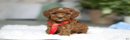 Cavapoo dogs for sale: Bear - Ad 2