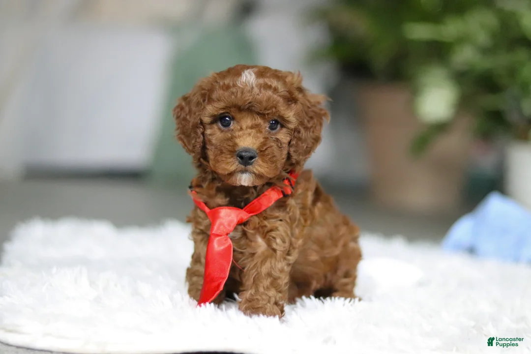 Cavapoo dogs for sale: Bear - Ad 2