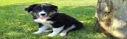 Mixed Breed dogs for sale: Skip - Ad 8