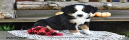 Mixed Breed dogs for sale: Rita - Ad 3