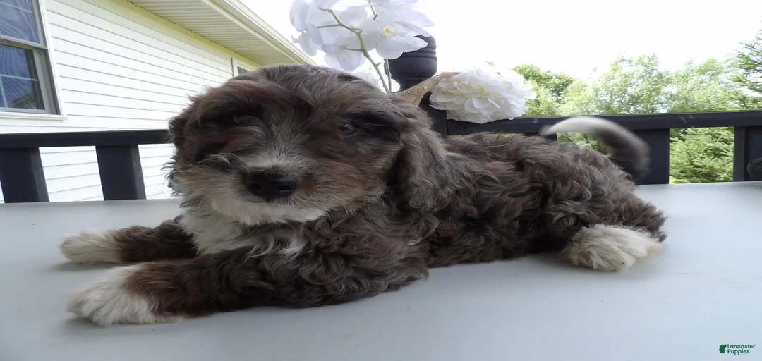 Gallery Image {{count}}