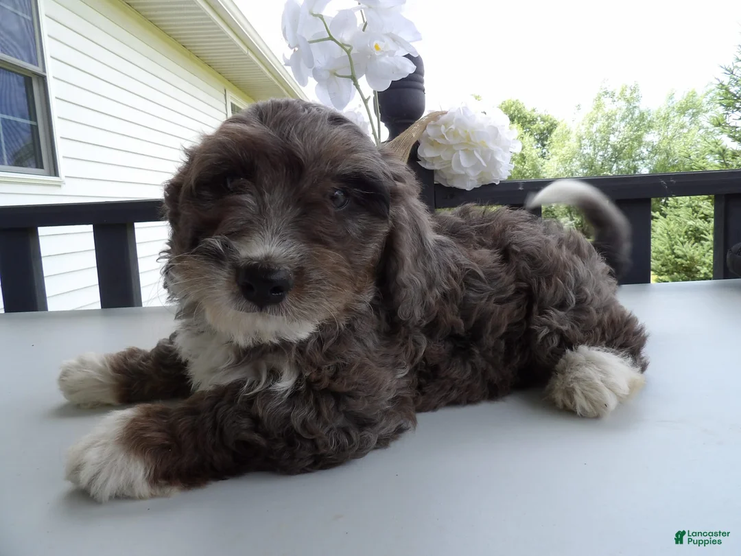 Gallery Image {{count}}