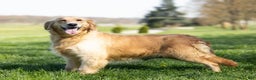 Golden Retriever dogs for sale: Bella - Ad 4