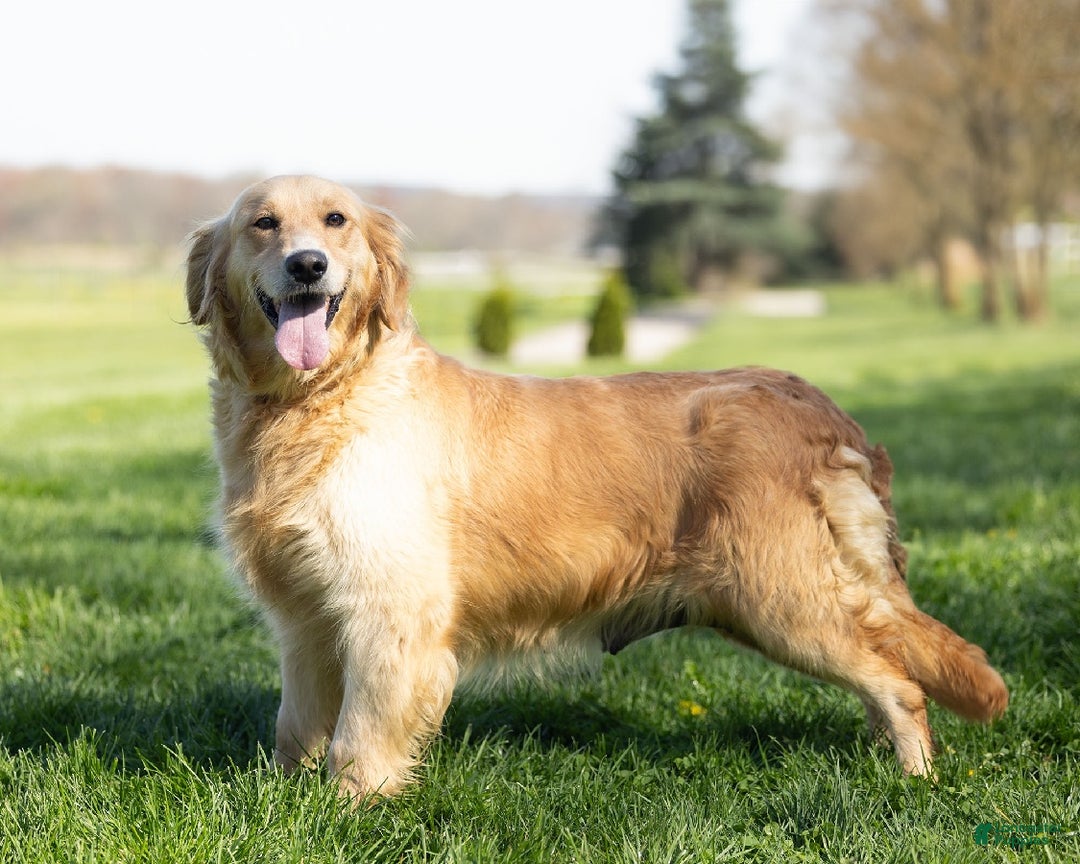 Golden Retriever dogs for sale: Bella - Ad 4