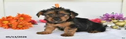 Yorkshire Terrier dogs for sale: Alex - Ad 1