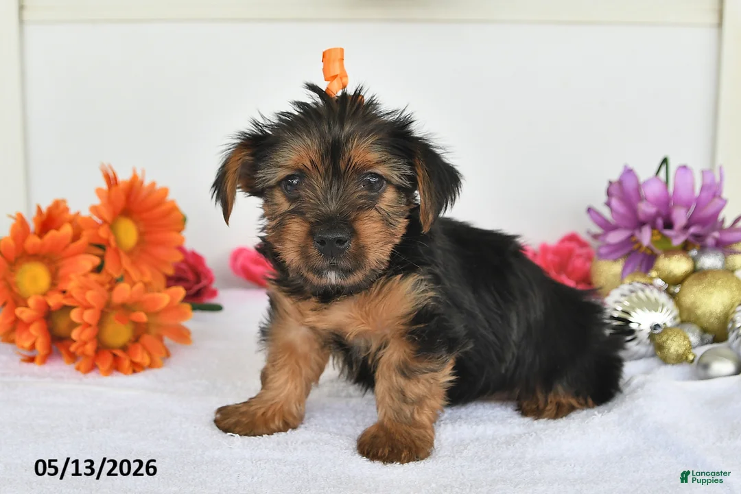 Yorkshire Terrier dogs for sale: Alex - Ad 1