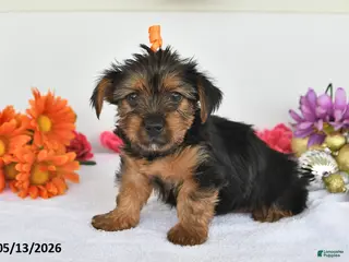 Yorkshire Terrier dogs for sale: Alex - Ad 3