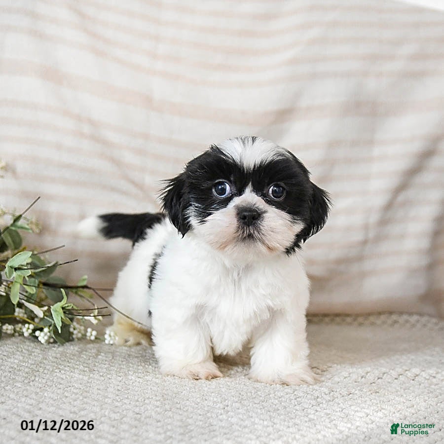 Shih Tzu dogs Bear - Ad 42
