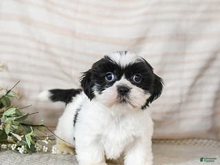 Shih Tzu dogs Bear - Ad 4