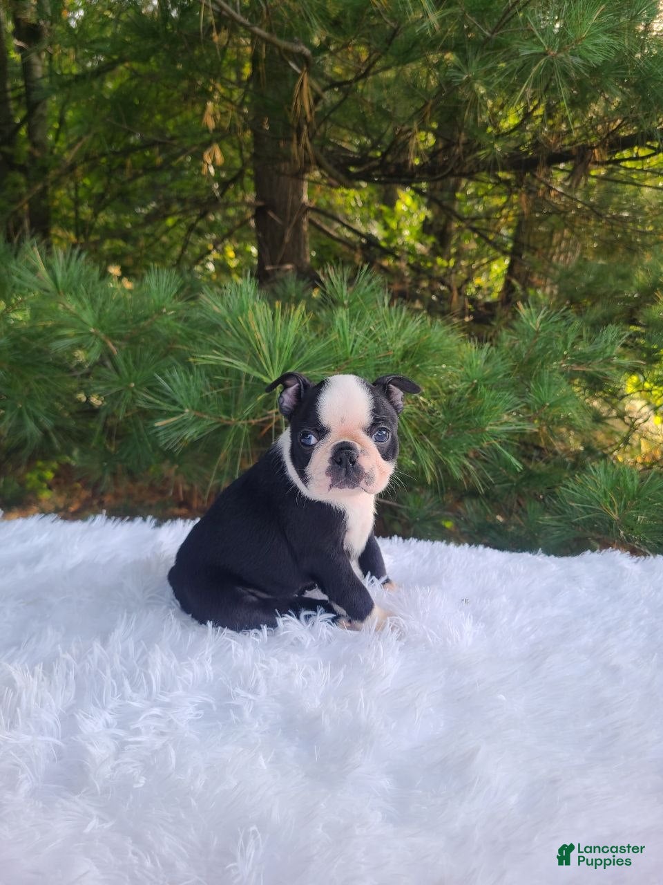 Boston Terrier dogs Pepsi - Ad 2
