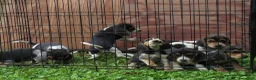 Beagle dogs for sale: Baxter - Ad 4