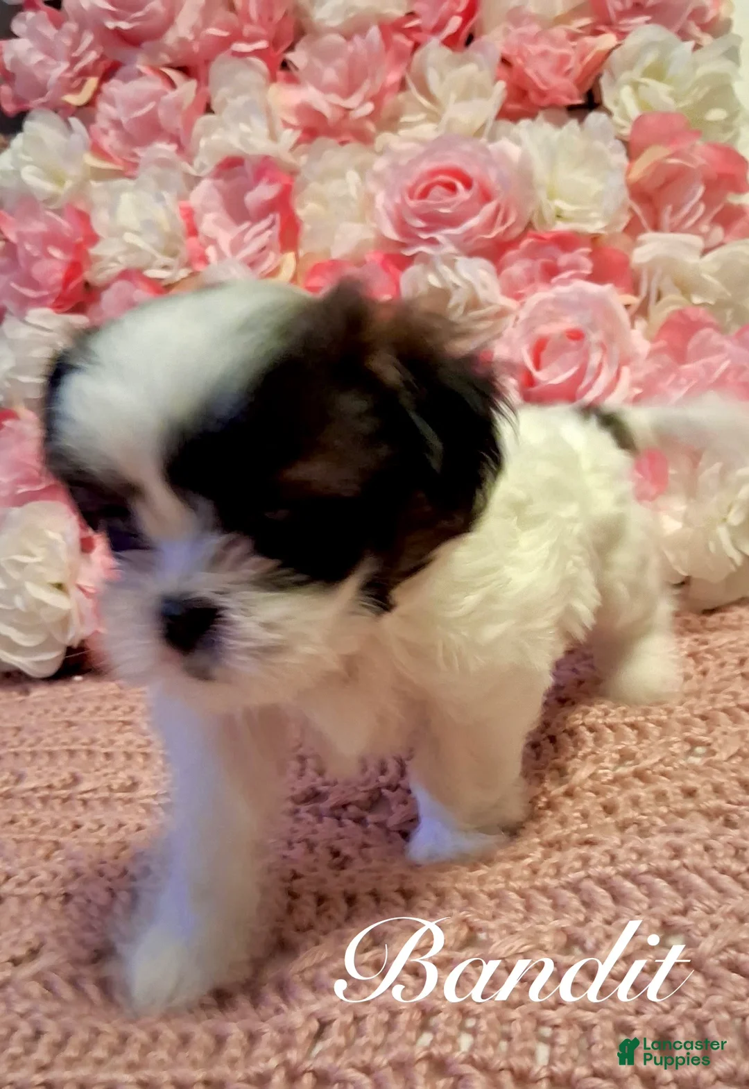 Shih Tzu dogs for sale: Bandit  - Ad 5